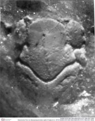 Historisches Foto von Mesoparapylocheles zapfei (Fraaije et al., 2019) (NHMW-AFW-GEO-BACHMAYER-FOTO-1990-0041-0604)